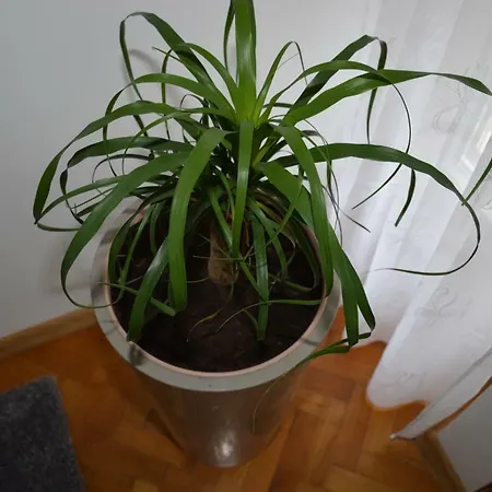 Papedoni 스플리트